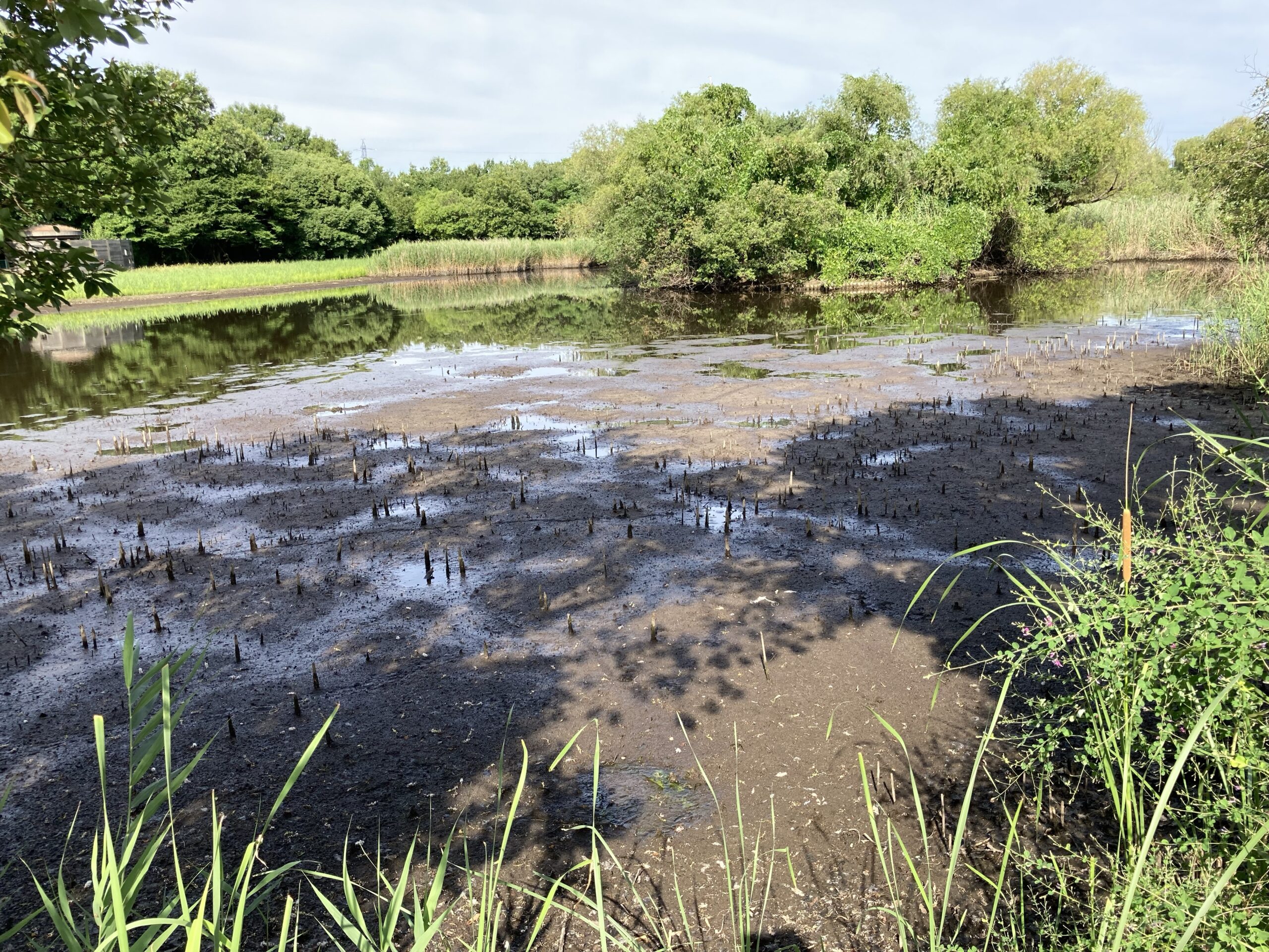 雨が少なくて池の水が減っていた