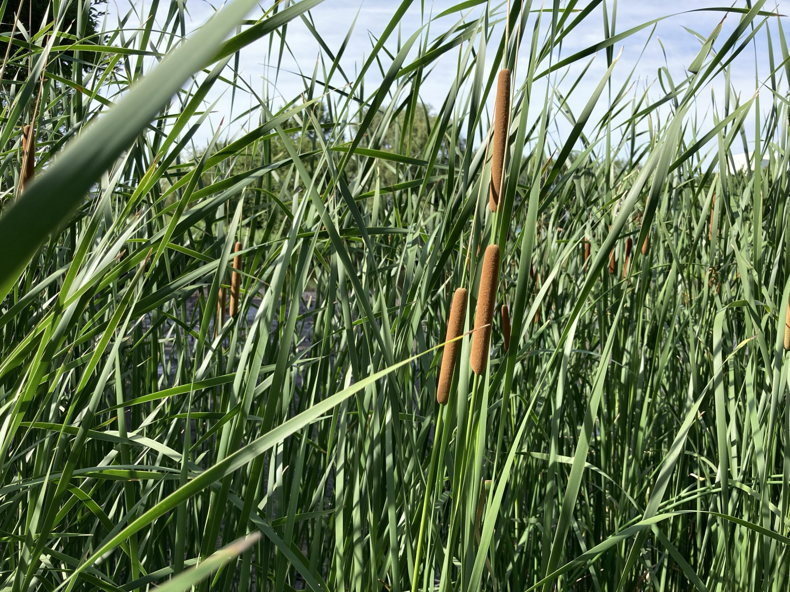 ガマの穂。不思議な形