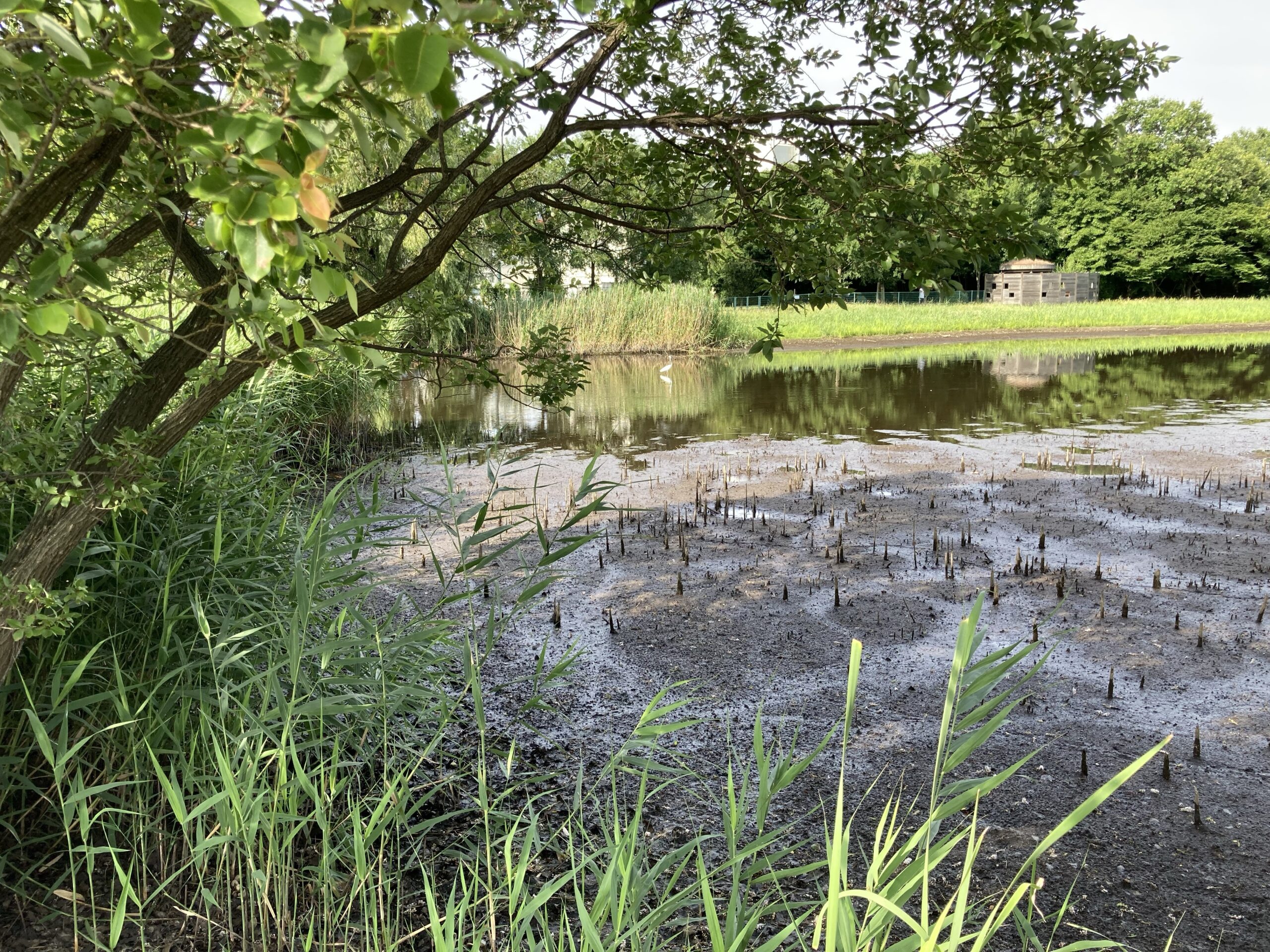 小さいけど白い鷺が