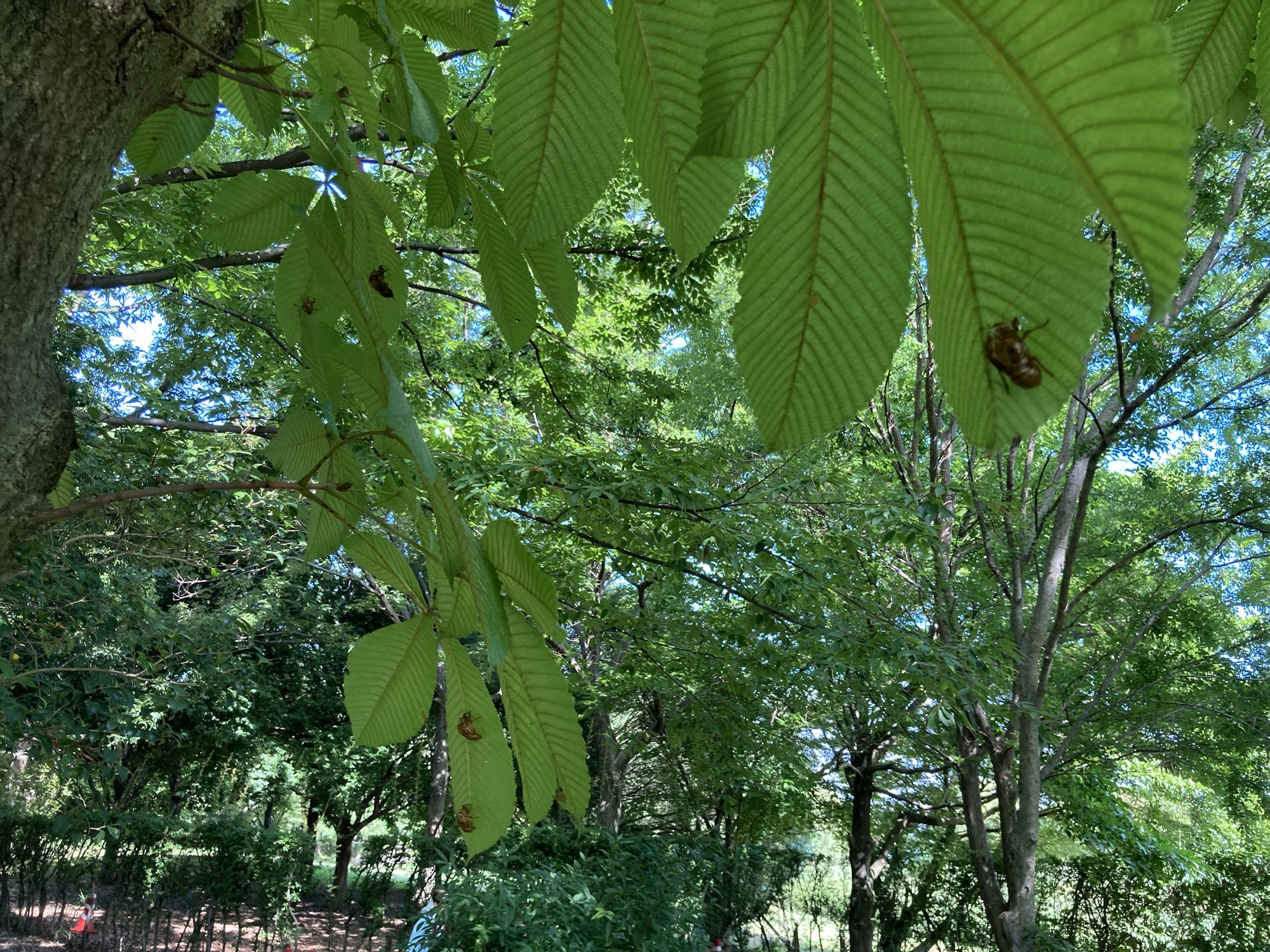 蝉の抜け殻があっちこっちに